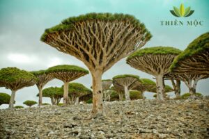 Cây Huyết rồng tại đảo Socotra